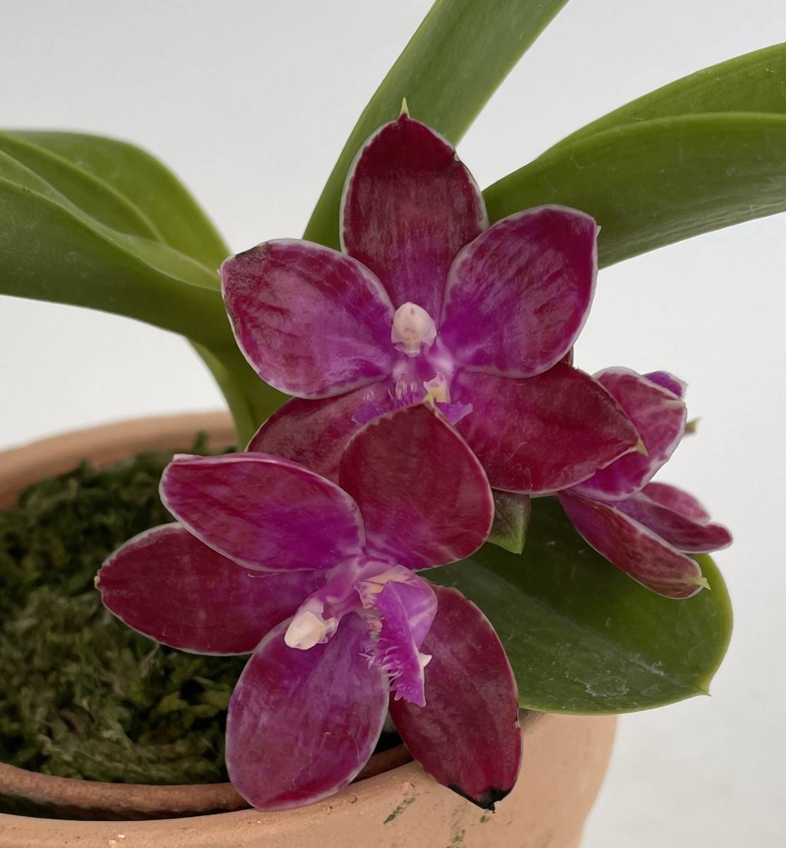 洋蘭 原種胡蝶蘭 Phal. lueddemanniana 自然種 高芽