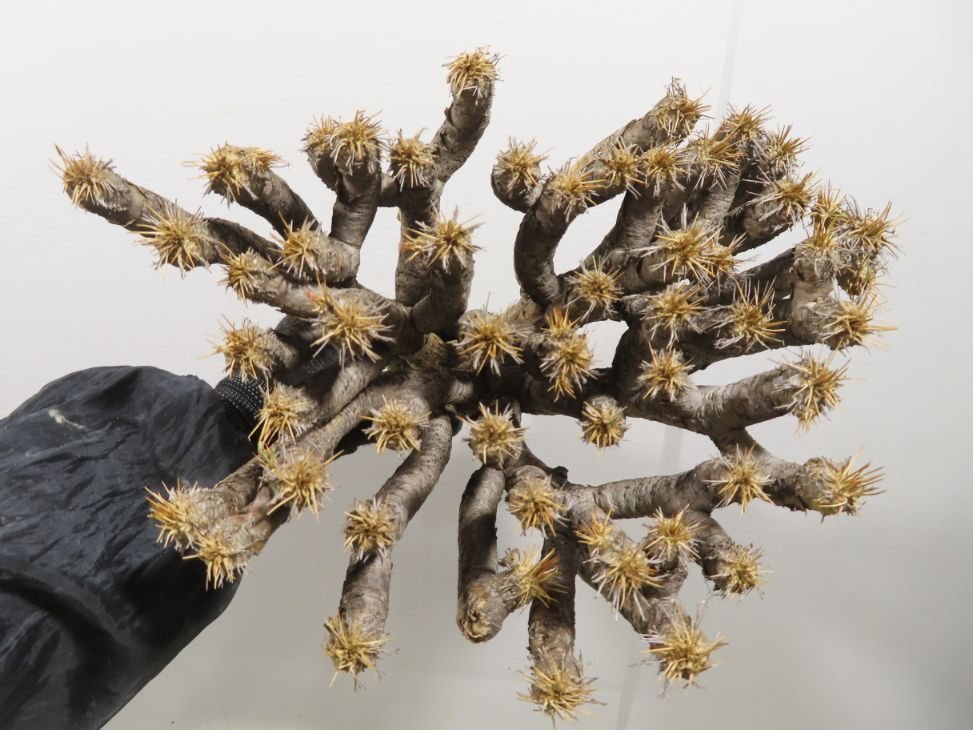 ノ2189 「多肉植物」ユーフォルビア　ギラウミニアナ　大　抜き苗【/最新到着・マダガスカル・Euphorbia guillauminiana】