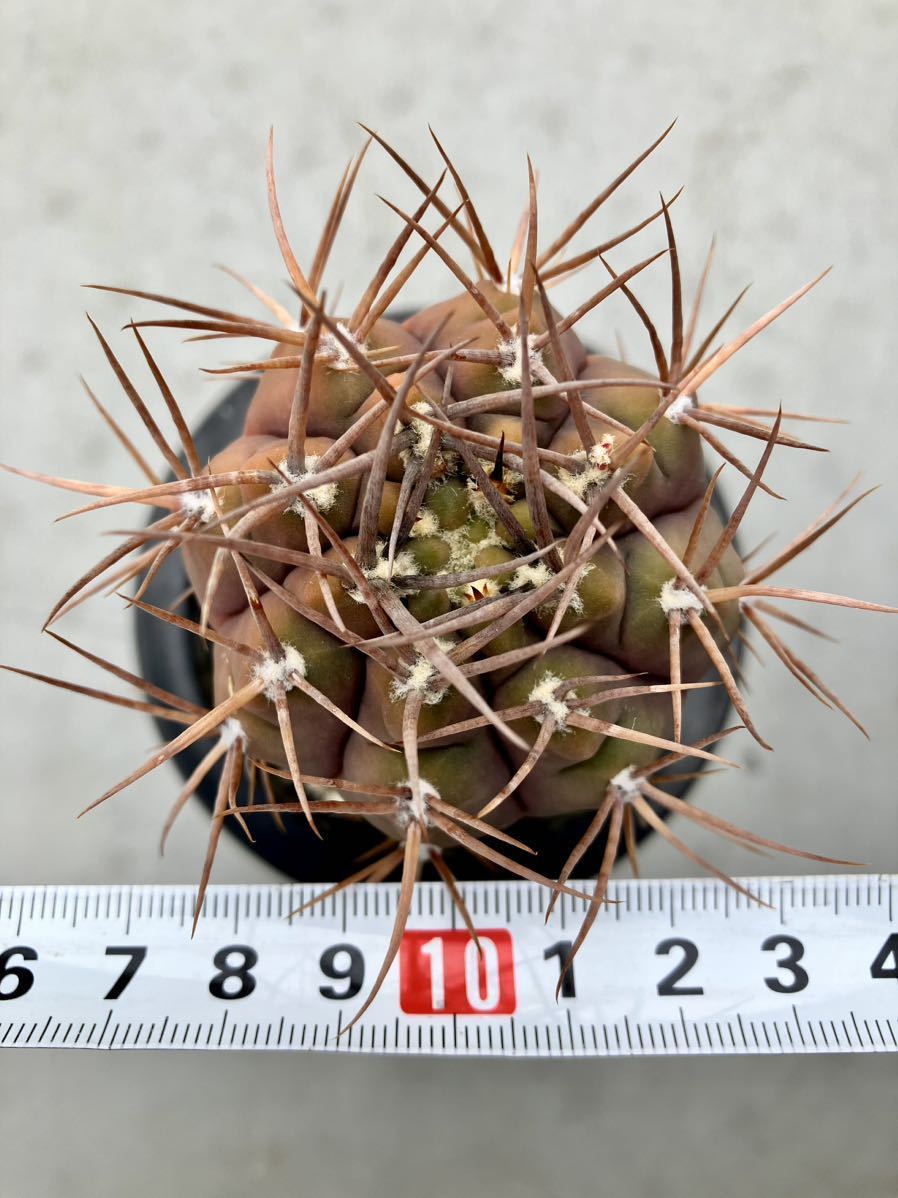 ギムノカリキウム 摩天竜 実生 守金 コピアポア 黒王丸 花王丸 雷帝 