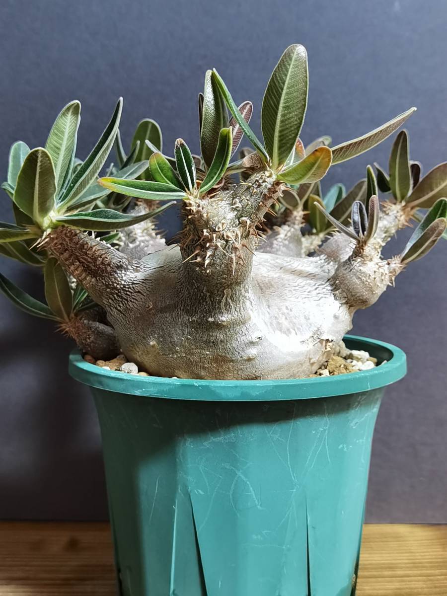 特大パキポディウム カクチペス 現地球 塊根植物 コーデックス カクチペス パキポディウム | Pachypodium var. BASE rosulatum 初めて