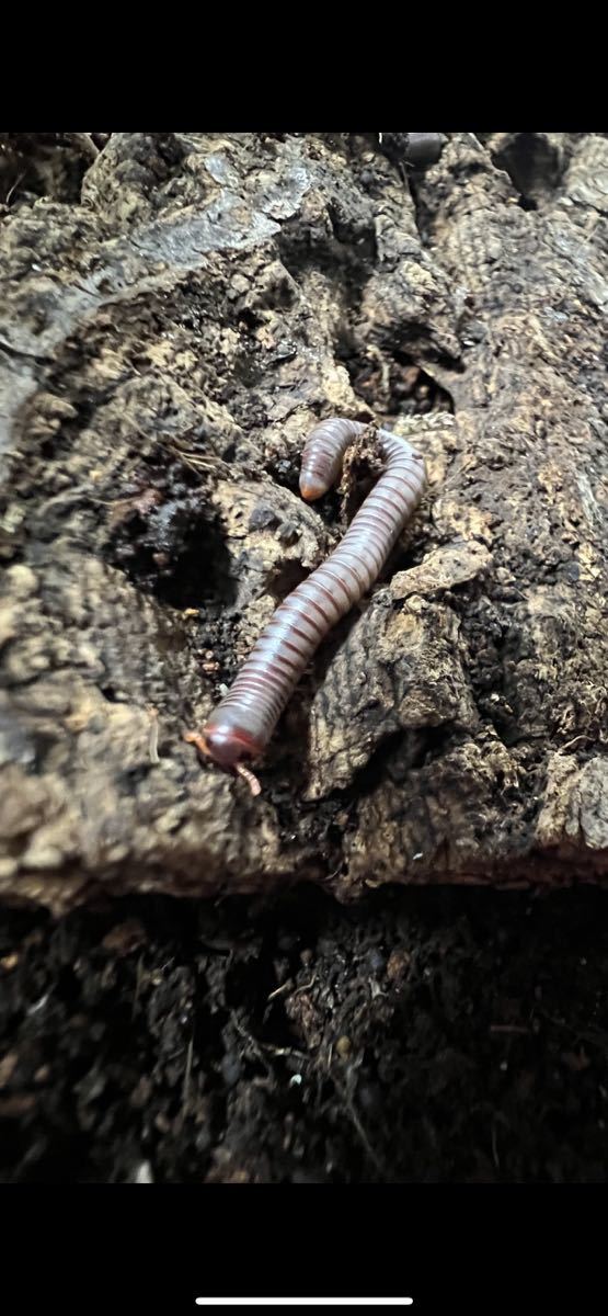 ブルーミリピード5匹プラスαおおきめな幼体blue Milipede ヤスデ(虫類 