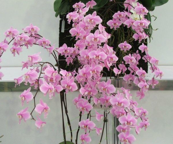 NK】特選交配(5) Phal.schilleriana f.purpurea 実生苗 【洋蘭 原種