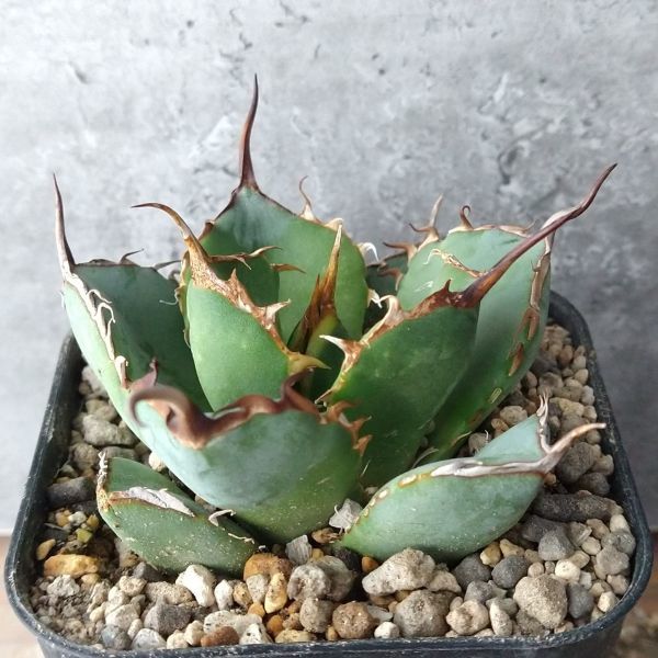 Yahoo!オークション 【IR174】【S級ロングスパイン！！極上高級株