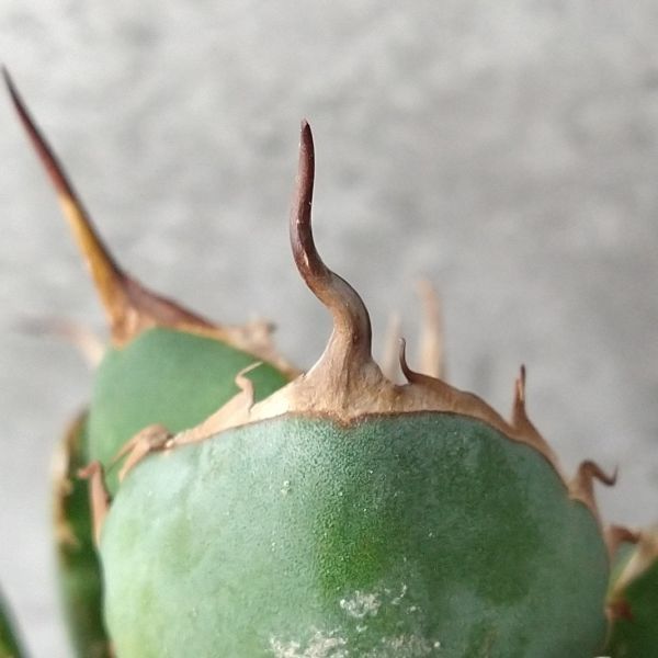 IR241極上高級株！イラン産◇アガベ チタノタ ペルシアン ドワーフ