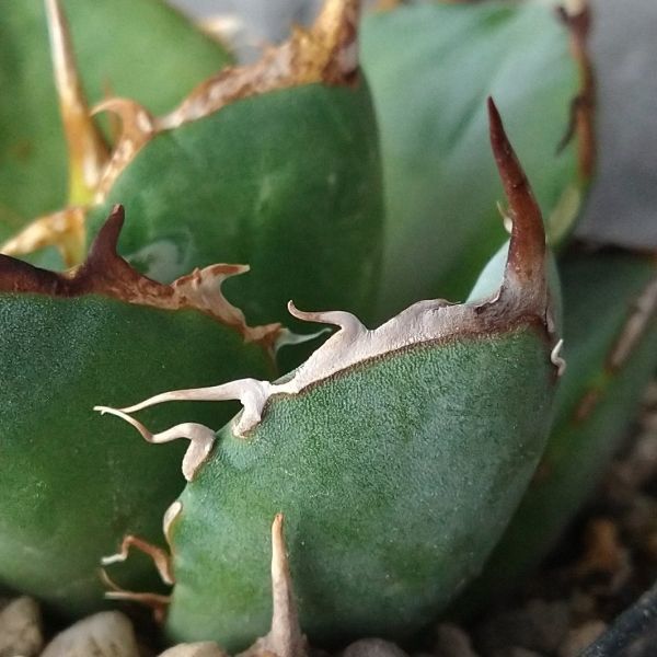 IR241極上高級株！イラン産◇アガベ チタノタ ペルシアン ドワーフ