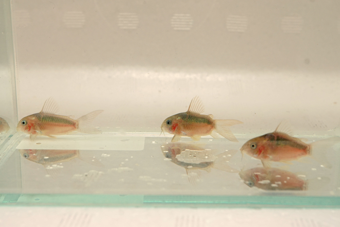 ショートボディ　コリドラス ラバウティ　3匹セット　Corydoras rabauti