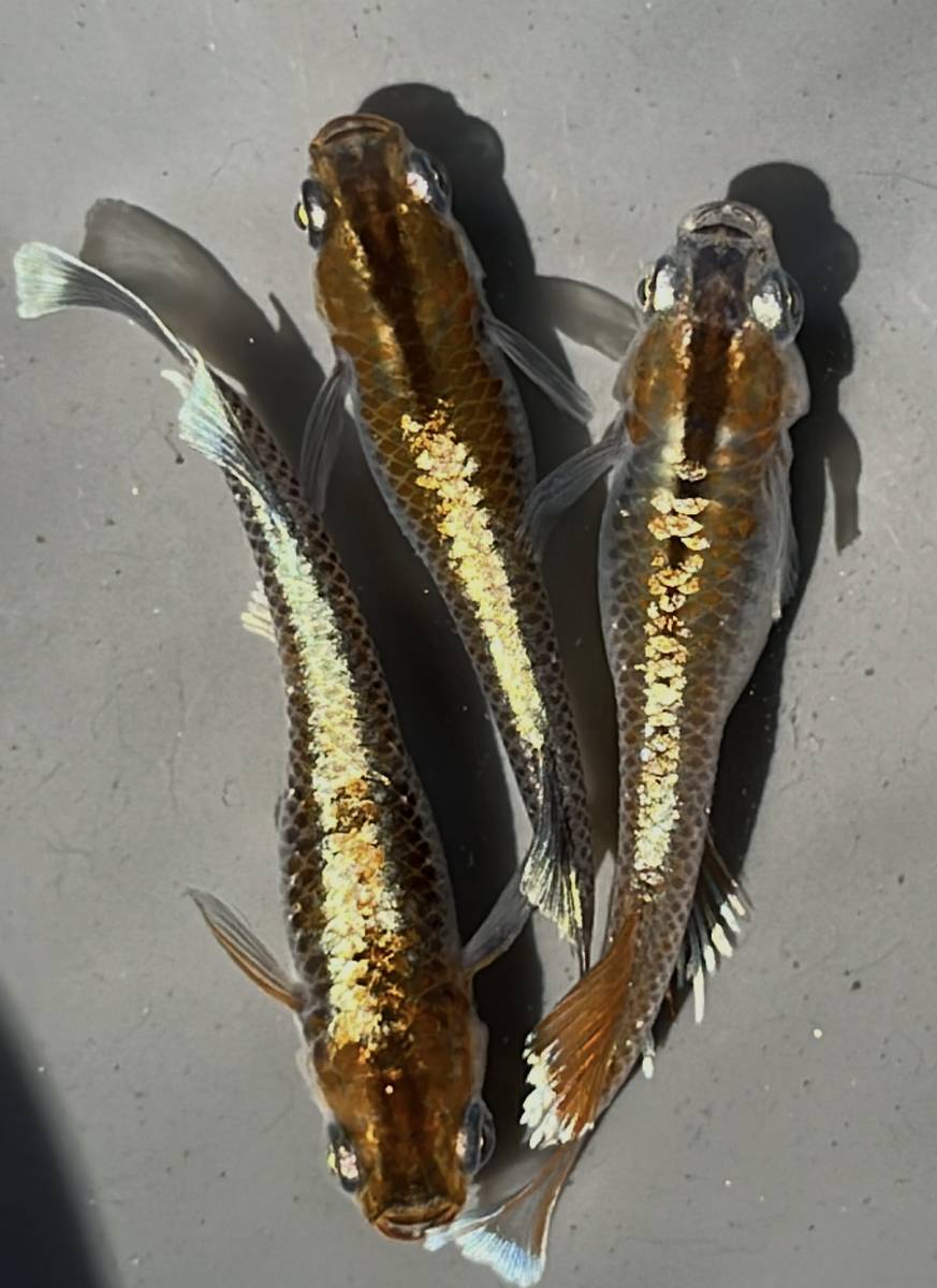 めだか屋あっくん　レッドクリフダーク　メス2オス1　ター1　