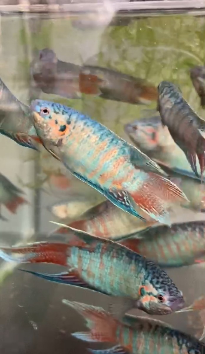 ☆青青闘魚☆闘魚☆パラダイスフィッシュ☆ペア☆スーパー青☆タイワン 