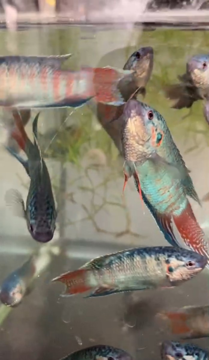 ☆青青闘魚☆闘魚☆パラダイスフィッシュ☆ペア☆スーパー青☆タイワン 