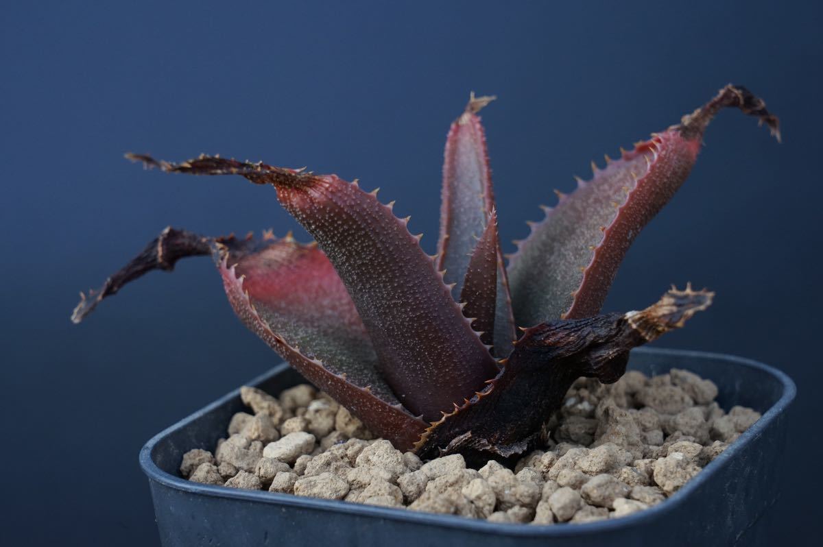 aloe thorncroftii アロエ ソーンクロフティ 実生(アロエ)｜売買された 