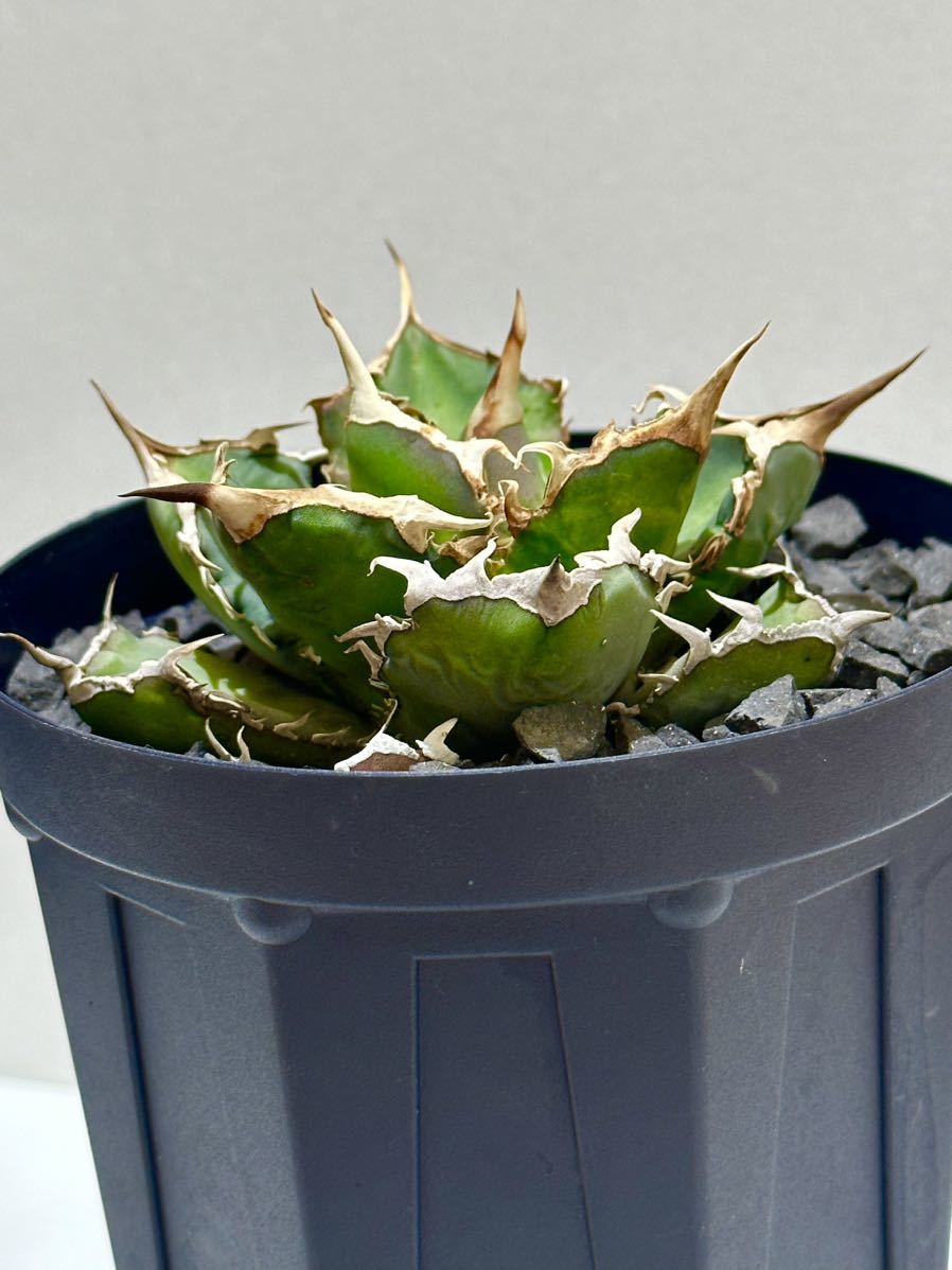 ★親株コレクション株★アガベ チタノタ オテロイ 実生 検) シーザー ハデス オテロイ レッドキャット オアハカ 蟹