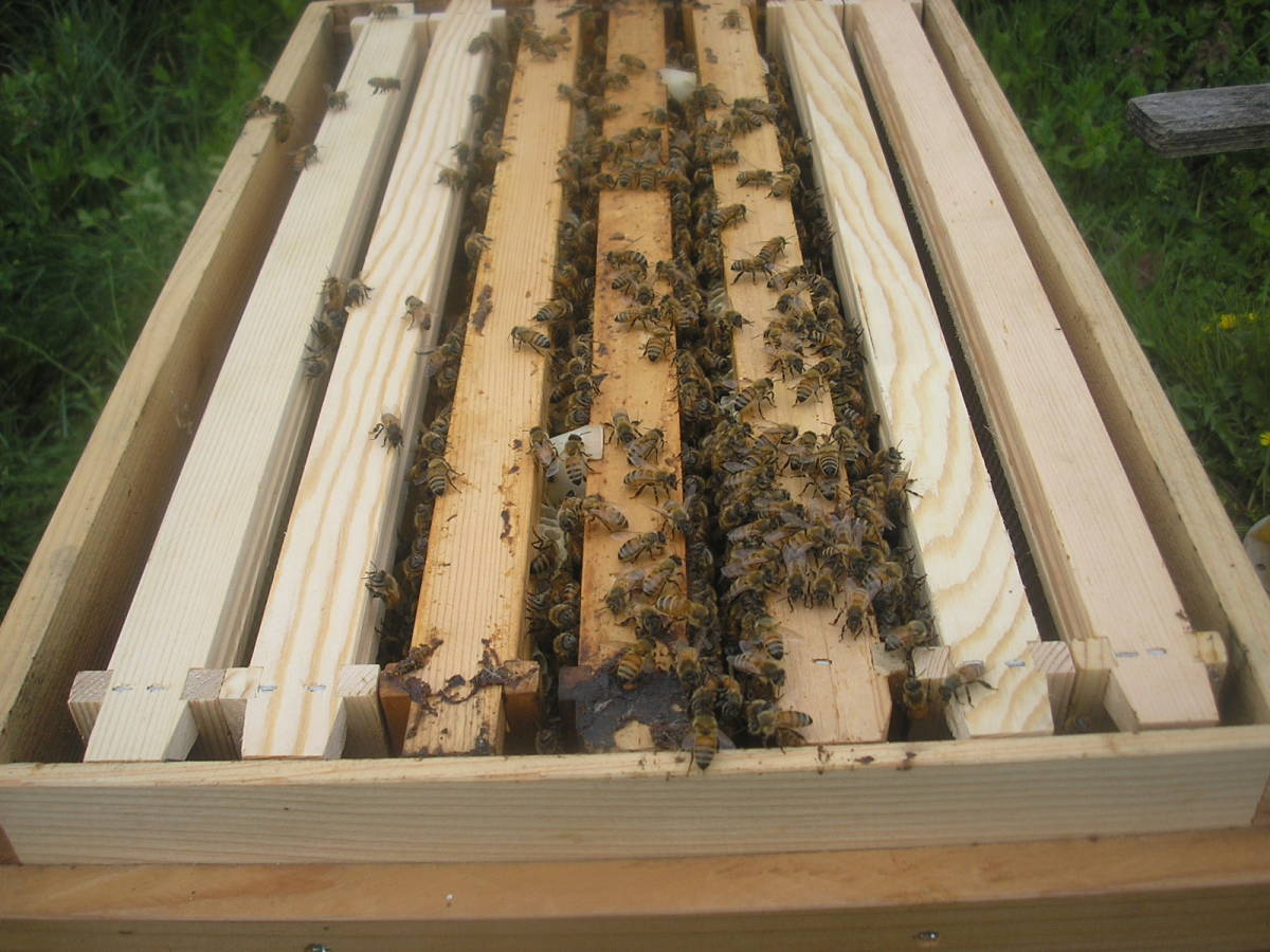 ◎◇★西洋蜜蜂ミツバチ　3枚群 1円スタート　L