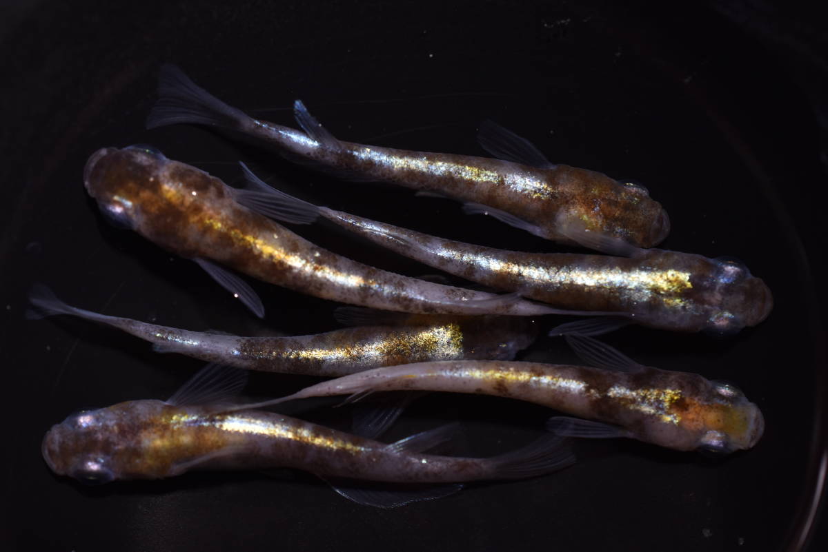 花魁　オス3　メス3　　紅花魁　　花魁　TA