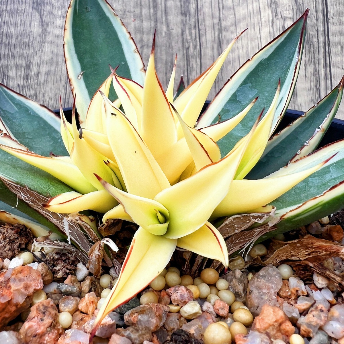 Yahoo!オークション 多肉植物アガベ Lj_plantsZ818 - -「アガベ スノー