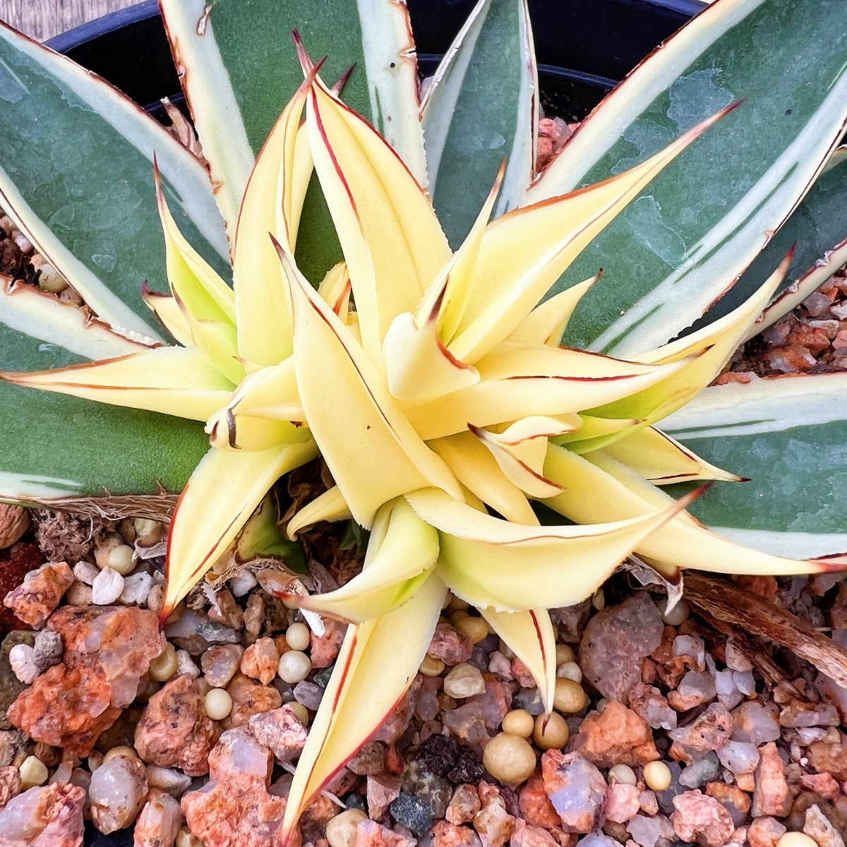 Yahoo!オークション 多肉植物アガベ Lj_plantsZ818 - -「アガベ スノー