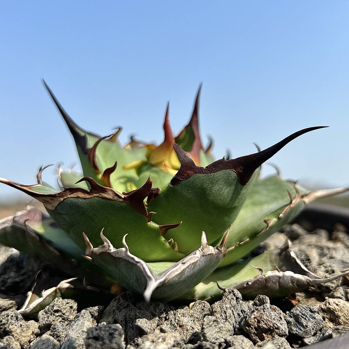 アガベ チタノタ ハデス 黒帝斯 Agave 台湾株 : F1 特厳選 公式通販