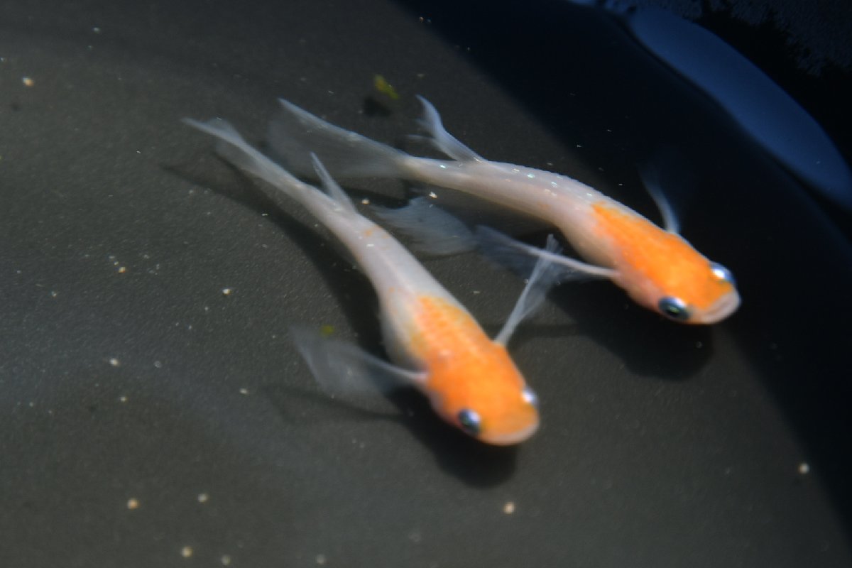 爆買い，高品質 小町リアルロングフィン 若魚 #改良メダカ 小町リアルロングフィン 若魚 5匹 メダカの飼い方室内 メダカの飼い方屋外(めだか)｜売買されたオークション情報、yahooの商品情報をアーカイブ公 めだか