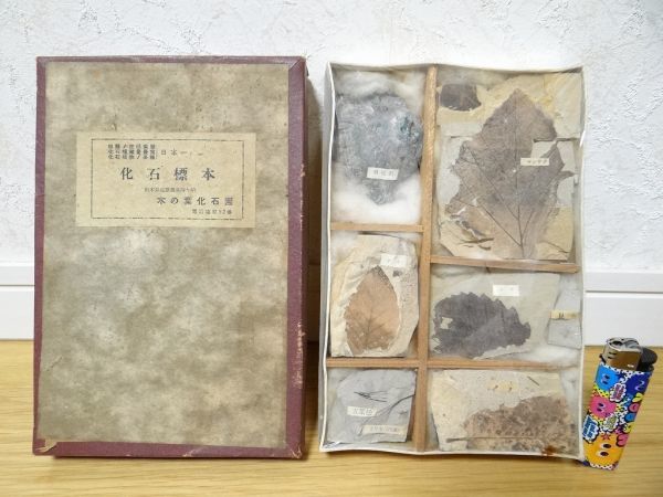 希少 ビンテージ 化石標本 木の葉化石園 栃木県塩原温泉時ヶ崎 貝化石 マンサク ブナ ナラ クリ カワモ 五葉松 昆虫 レトロ 当時物
