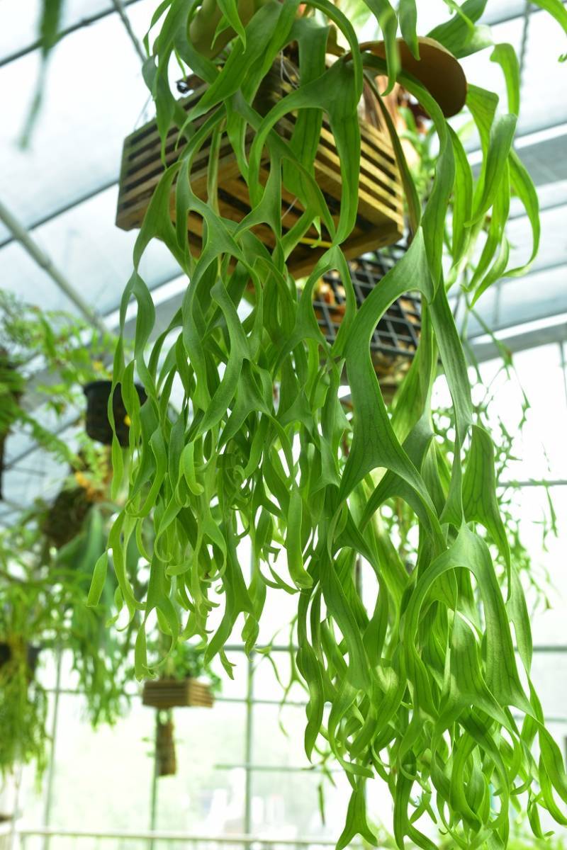 Philippines Dwarf⑤ @ コロナリウム P.coronarium Philippines④