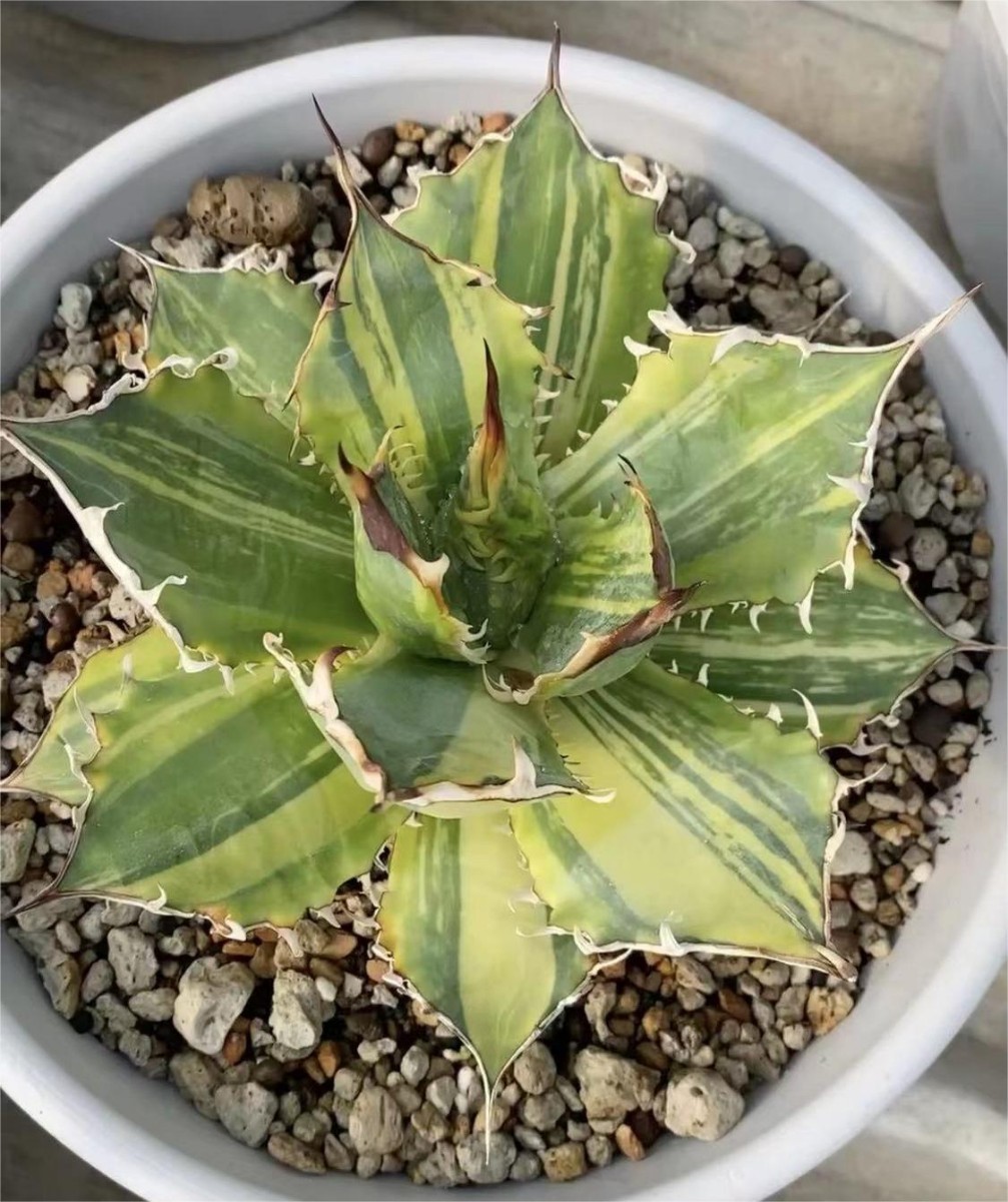 C58 アガベ チタノタ NO1厳龍錦 鮮明錦 超希少株 極上子株 検) 白犀牛 清櫻 皇冠 悪魔くん caser 