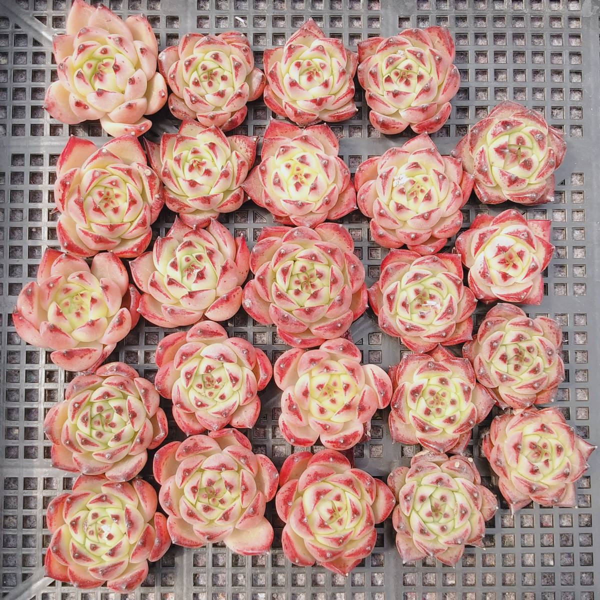 0418-D-316ロメオhyb24個 多肉植物 エケベリア（4月18日と19日の落札分は同梱できます）