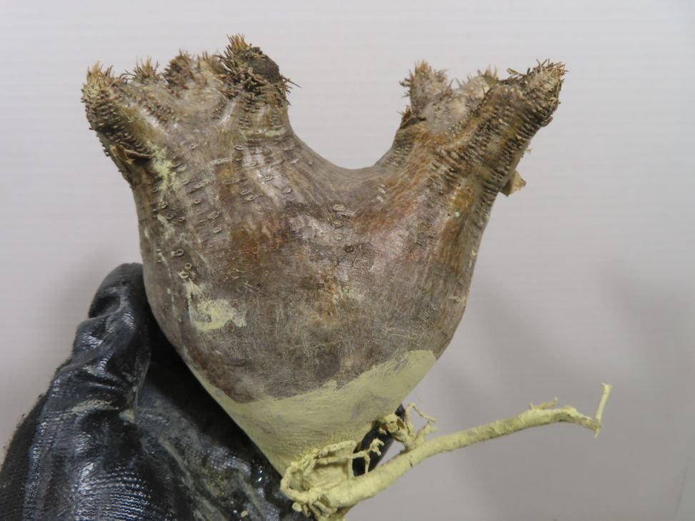 ミ214 「塊根植物」パキポディウム　イノピナツム　小 抜き苗【最新到着・Pachypodium inopinatum・マダガスカル・根切り画像要確認】