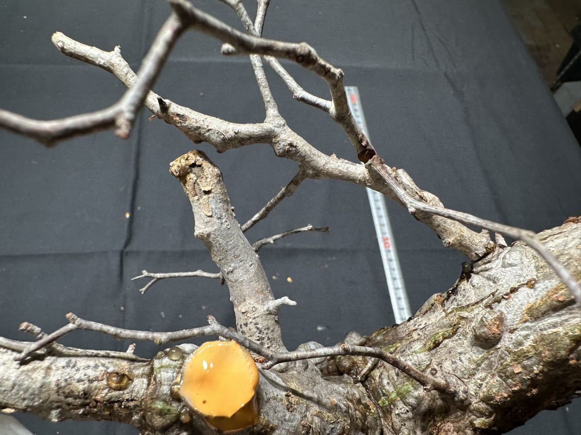 FP54 オペルクリカリア パキプス ベアルート株 FP54 オペルクリカリア