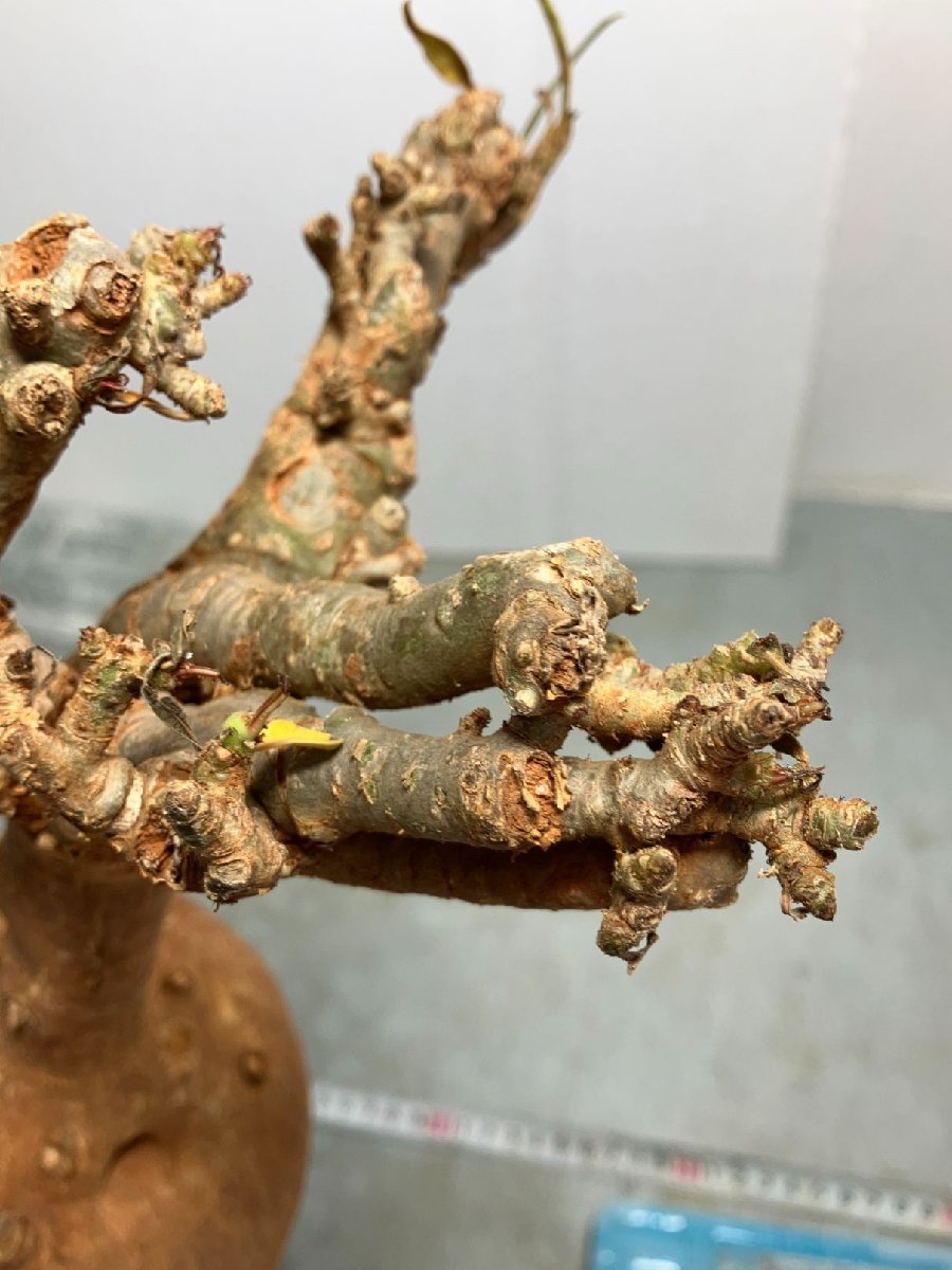 ム6684 「塊根植物」アデニウム ソマレンセ 赤肌 抜き苗【/最新到着