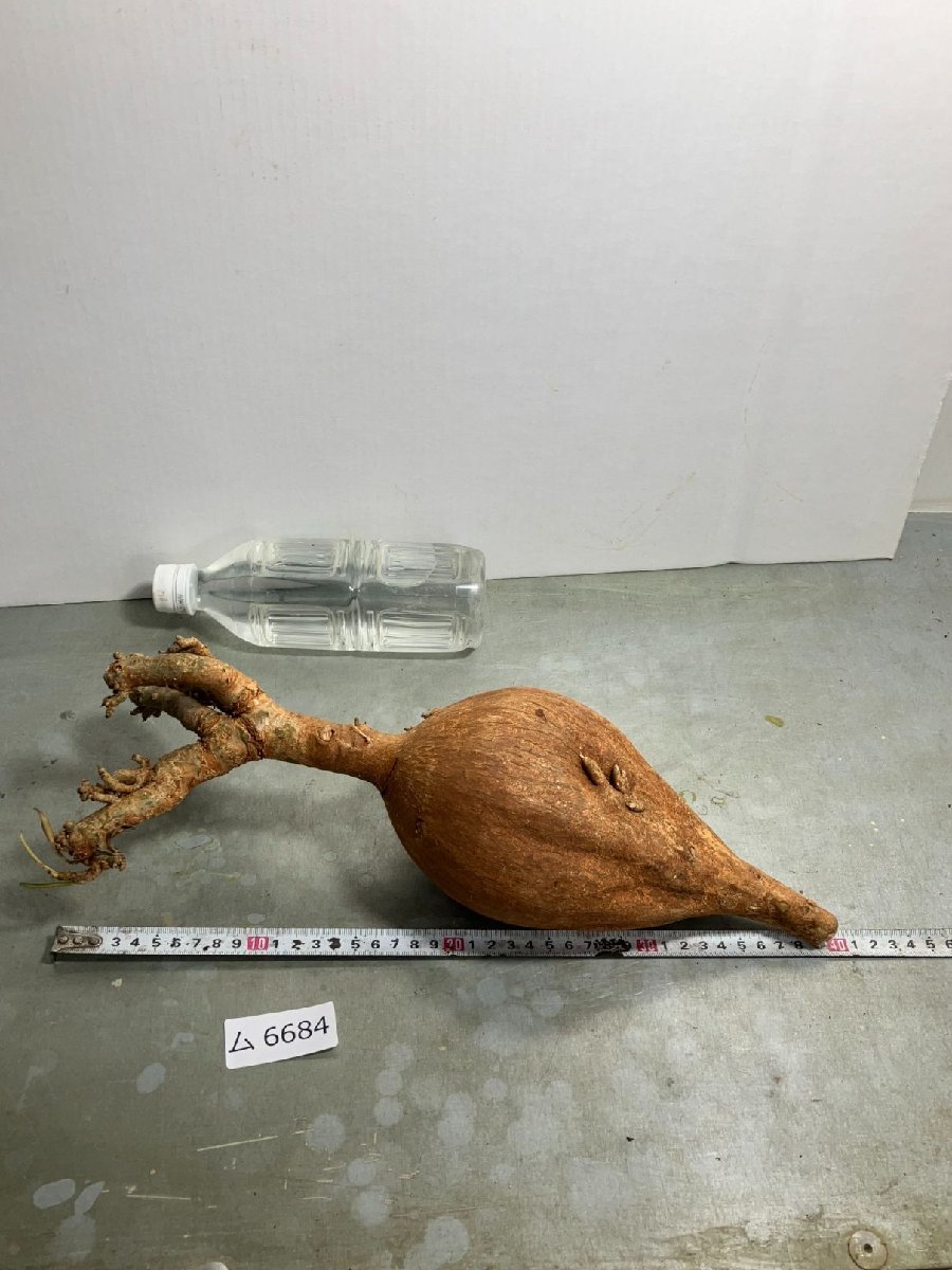 ム6684 「塊根植物」アデニウム ソマレンセ 赤肌 抜き苗【/最新到着