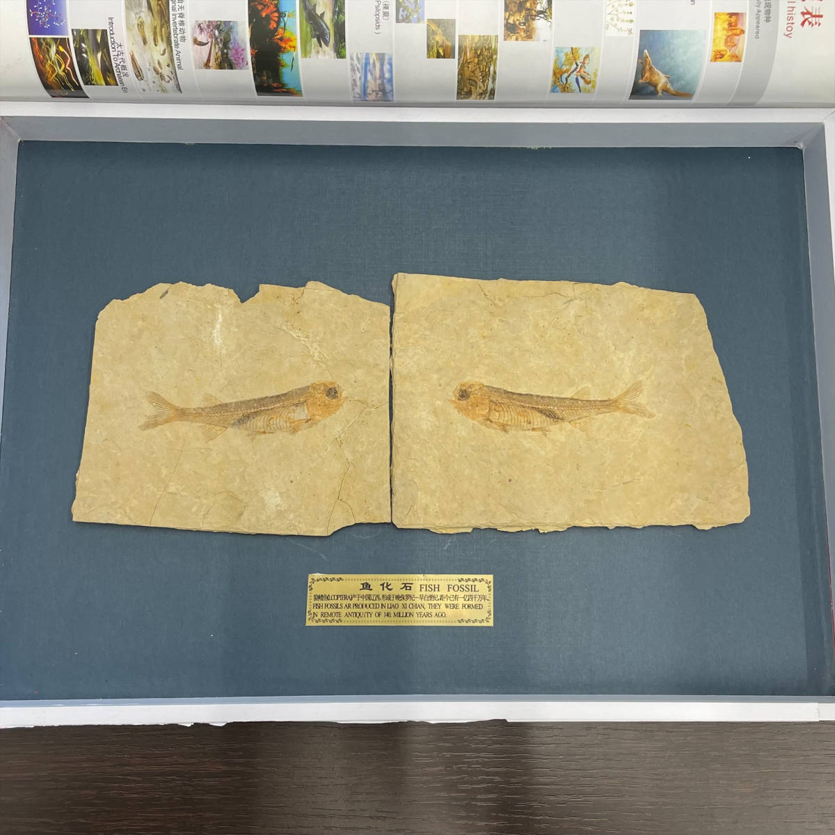 2752 狼鰭魚 リコプテラ 化石標本 LYCOPTERA FISH FOSSIL 中国土産 魚
