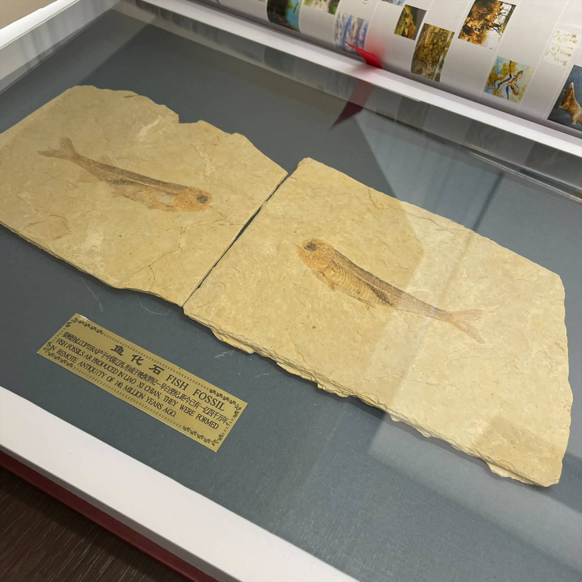 2752 狼鰭魚 リコプテラ 化石標本 LYCOPTERA FISH FOSSIL 中国土産 魚