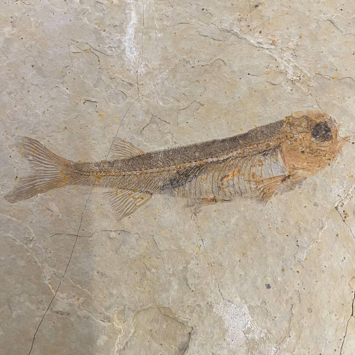 2752 狼鰭魚 リコプテラ 化石標本 LYCOPTERA FISH FOSSIL 中国土産 魚