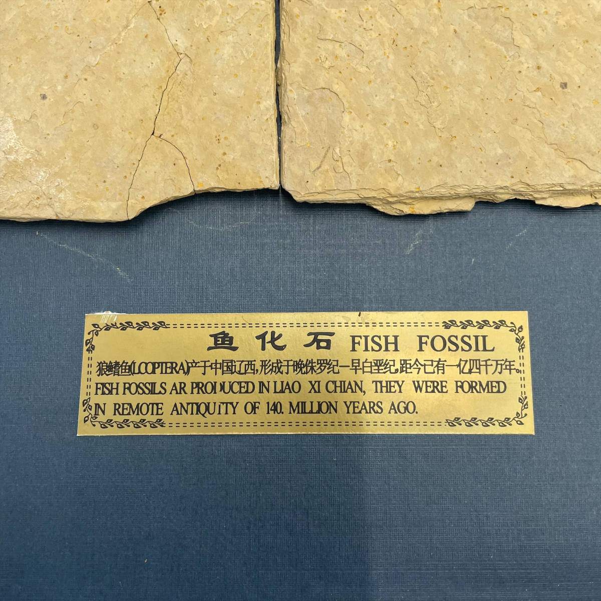 2752 狼鰭魚 リコプテラ 化石標本 LYCOPTERA FISH FOSSIL 中国土産 魚