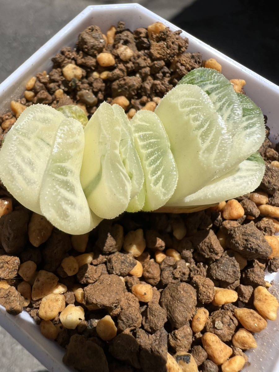 多肉植物 オブツーサ 玉扇 糊斑錦 【公式通販】