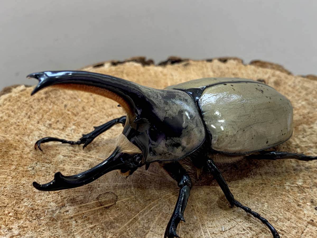 【raru108】グラントシロカブト♂76ｍｍ♀54ｍｍ ペア