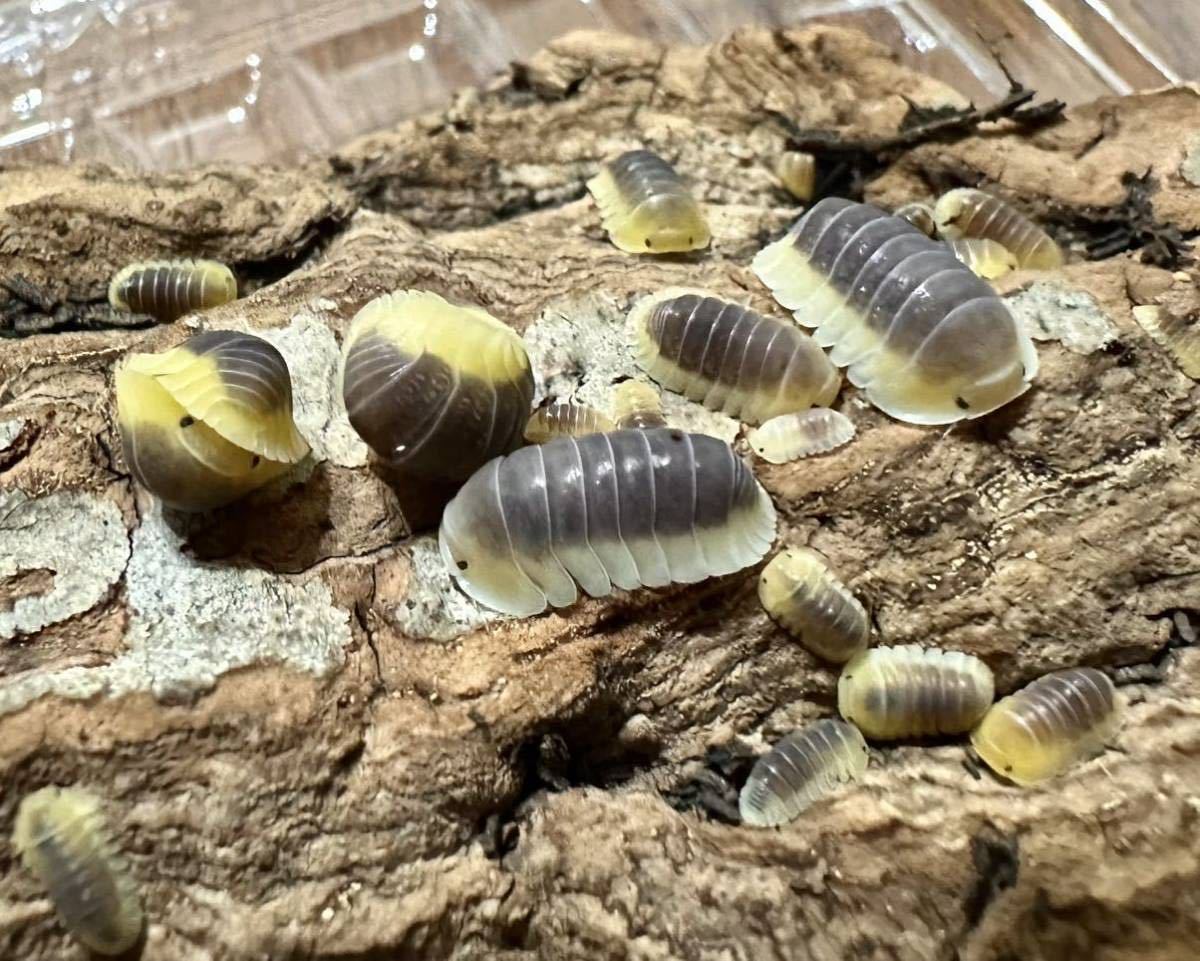 ダンゴムシ　レモンブルー　亜成体⑤【Cubaris sp. Lemon Blue】 8匹(検索:黄色、外国産）