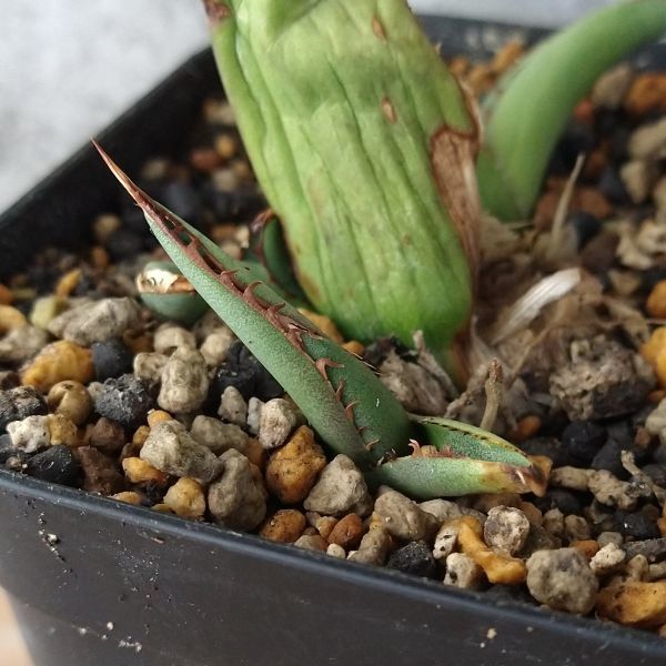 F1286】【超希少個体】オアハカ 産 アガベ オテロイ agave oteroi