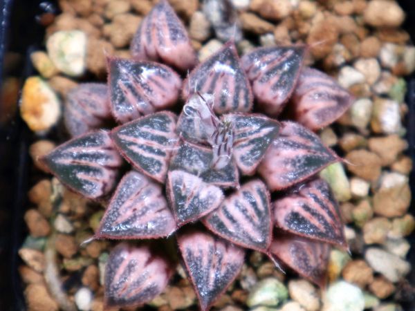 ハオルチア レアー 実生苗 ハオルチア 実生苗 多肉植物 リリィ実生未