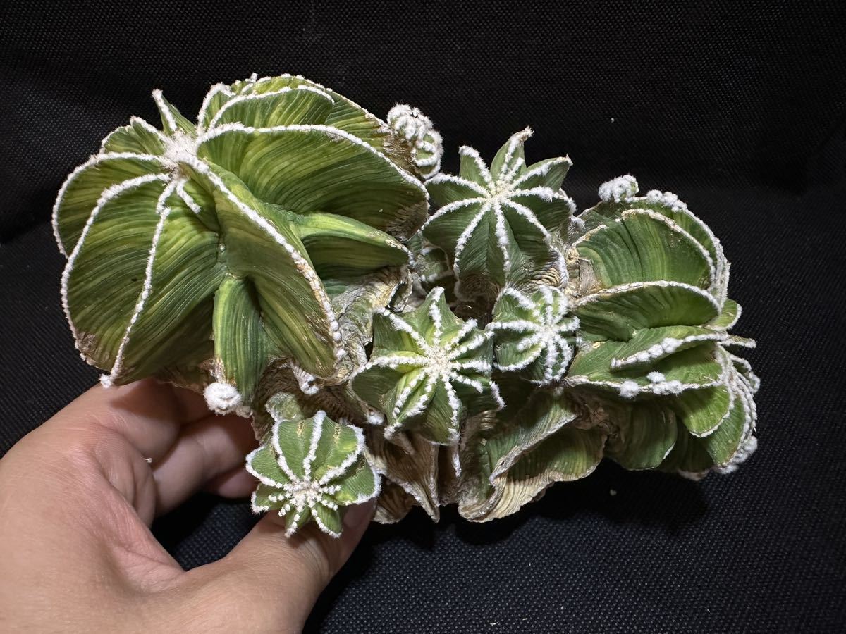 ☆ヒントニー錦☆花籠 サボテン アズテキウム ヒントニー錦 Aztekium