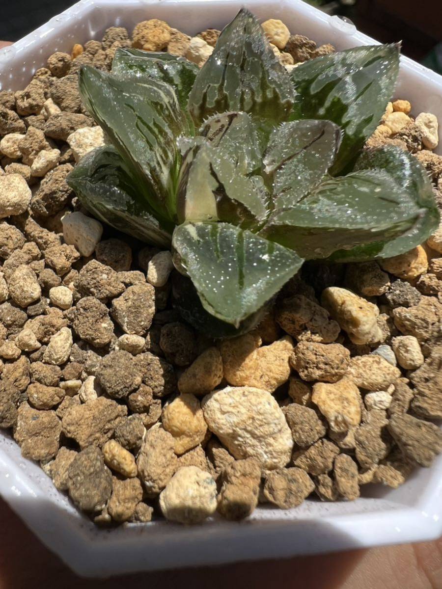 多肉植物 ハオルチア 新氷砂糖 ピグマエア錦とウイミーの 多肉植物