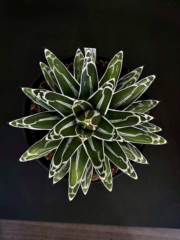 Agave victoriae-reginae 'compacta' アガベ 姫笹の雪◆5寸鉢【BotanicalMart】