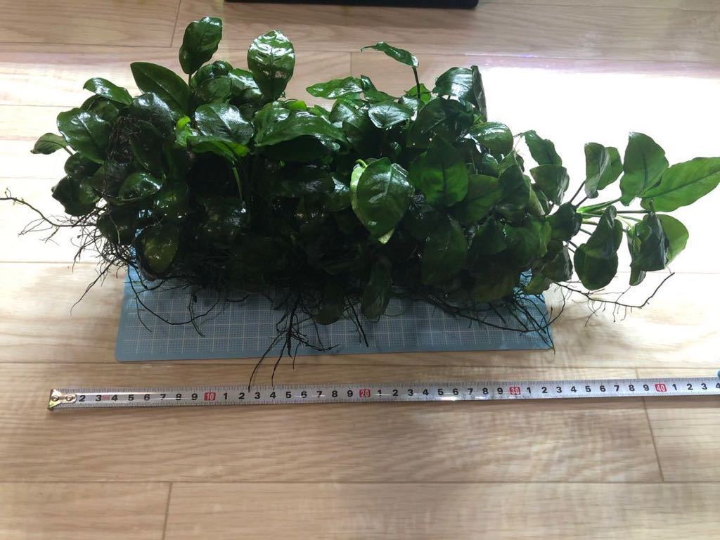 アヌビアスナナ