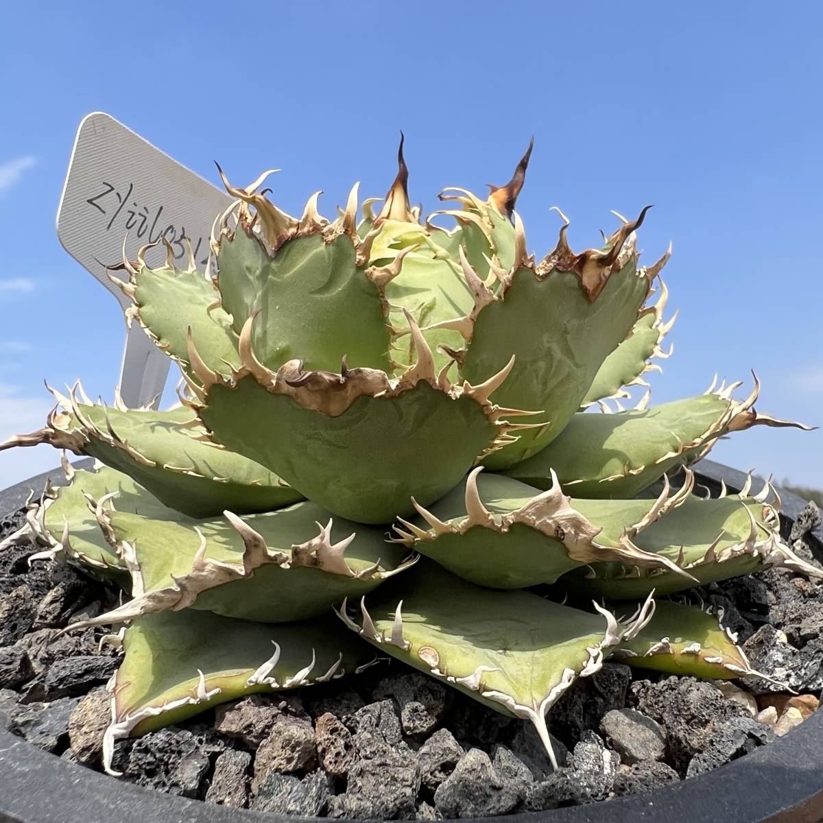 【龍園觀】① №216 特選 アガベ 多肉植物 チタノタ 圓葉拇指 フィリグリー 強棘 極上株