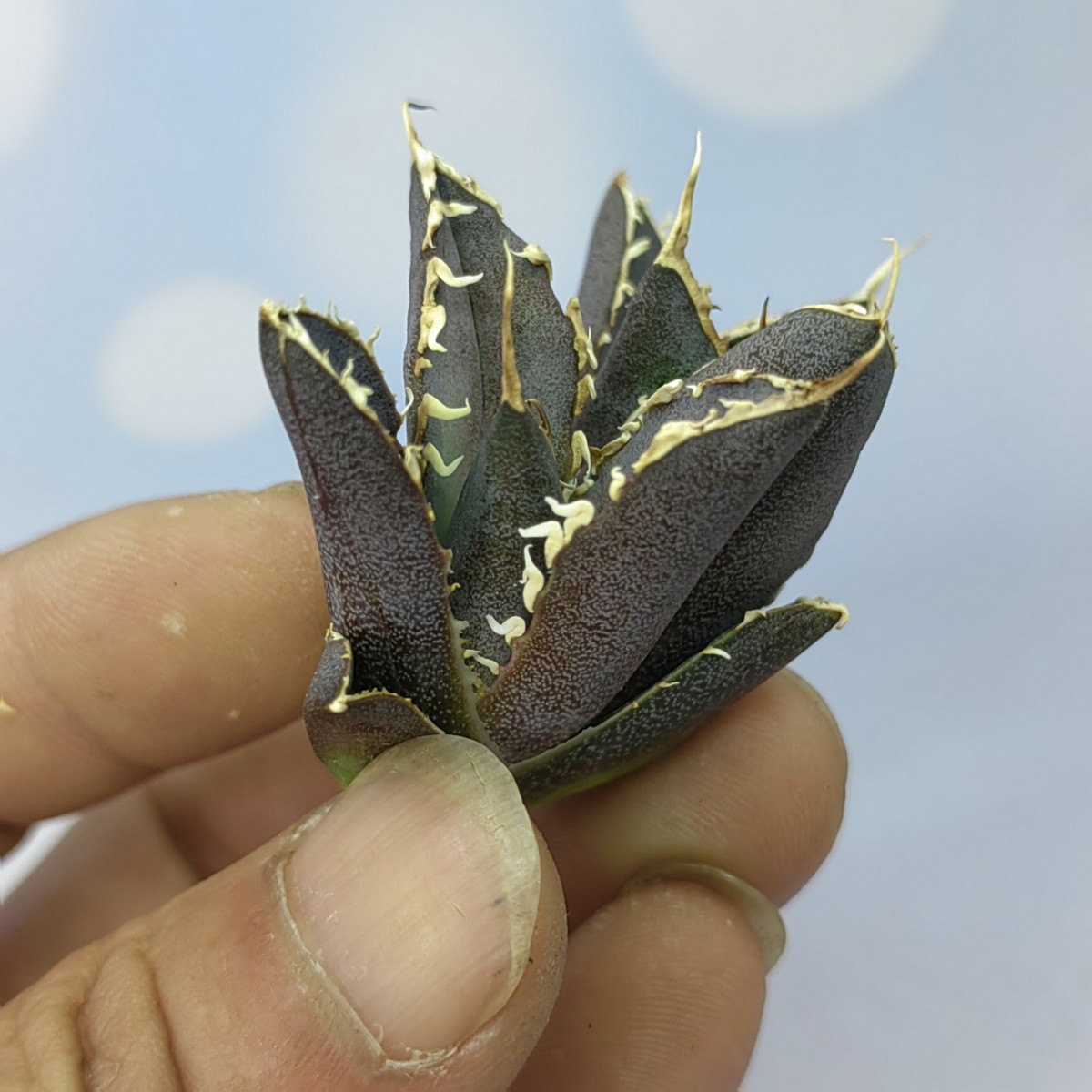 アガベ agave チタノタ 金鯨 極上血統子株！強棘選抜 ( 検索 皇冠 包心龍