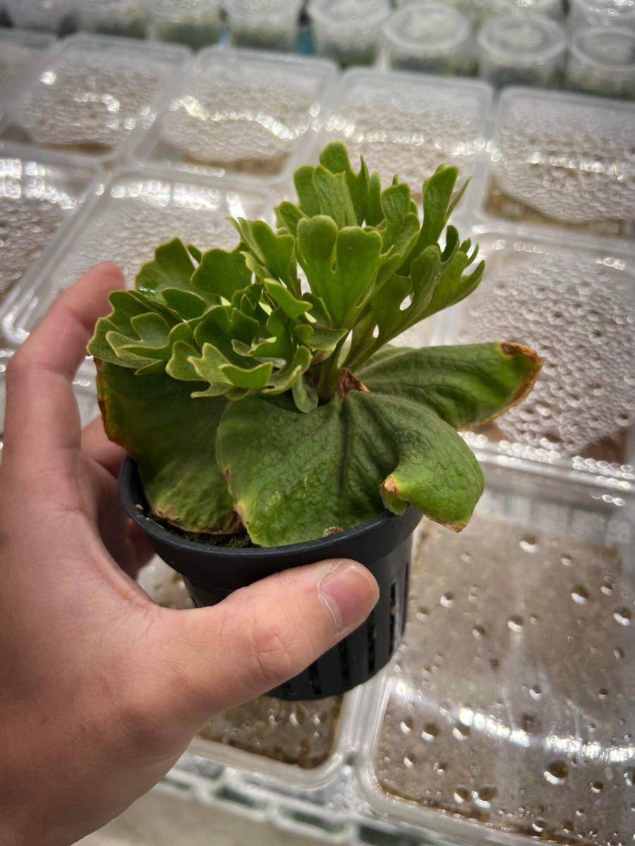 ビカクシダ dwarf silver 5031 Platycerium ridleyi