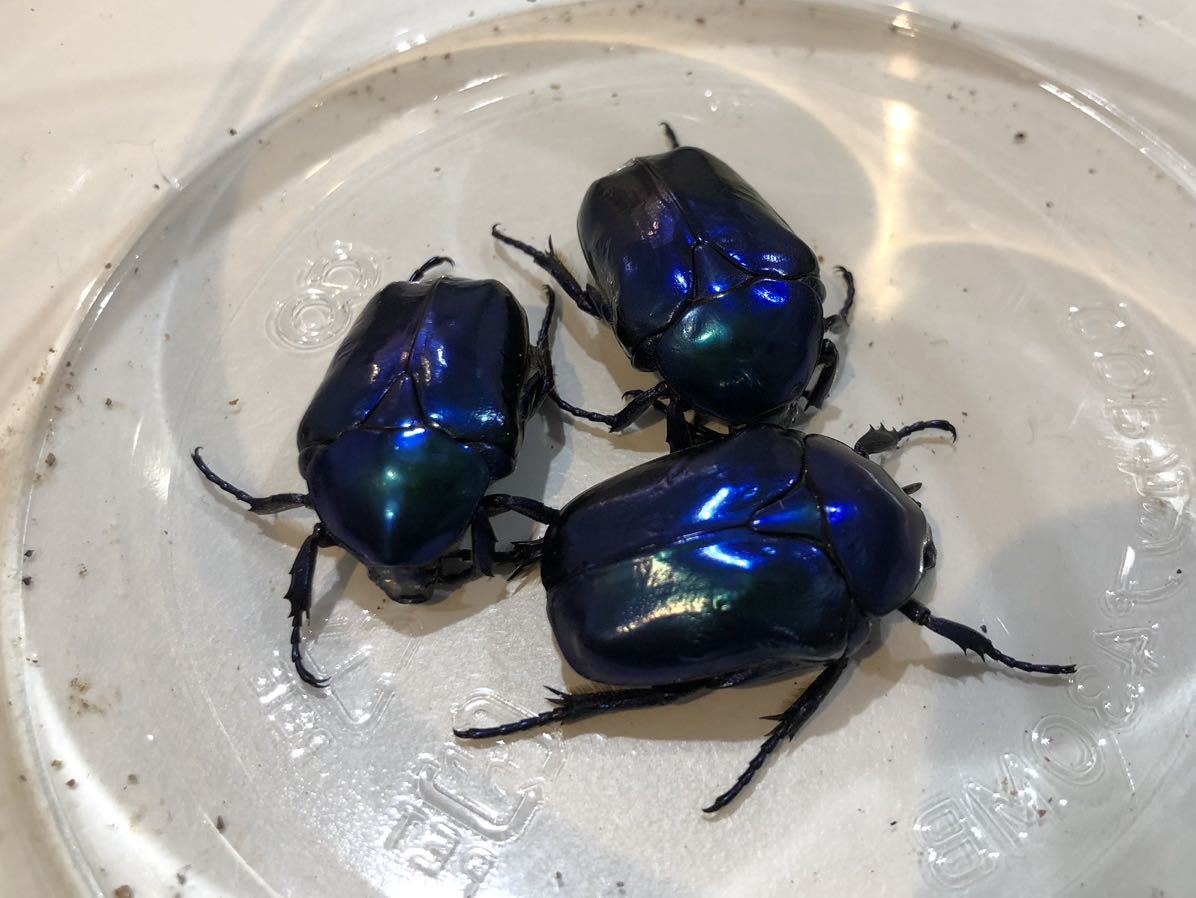 昆虫 標本 オーストラリアのヘンテコゾウムシ Acantholophus suturalis