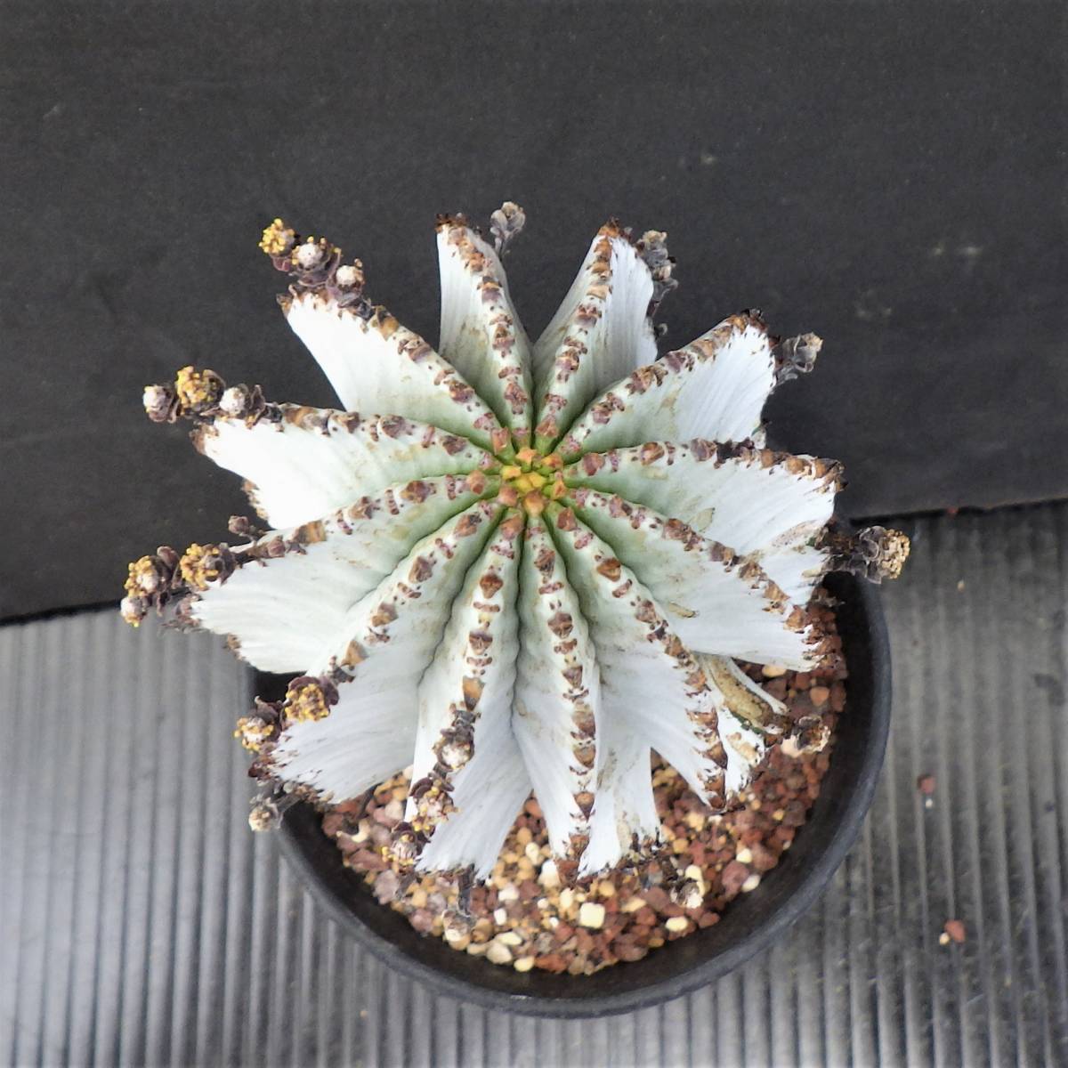 ポリゴナ スノーフレーク レア多肉植物シリーズ・ポリゴナ