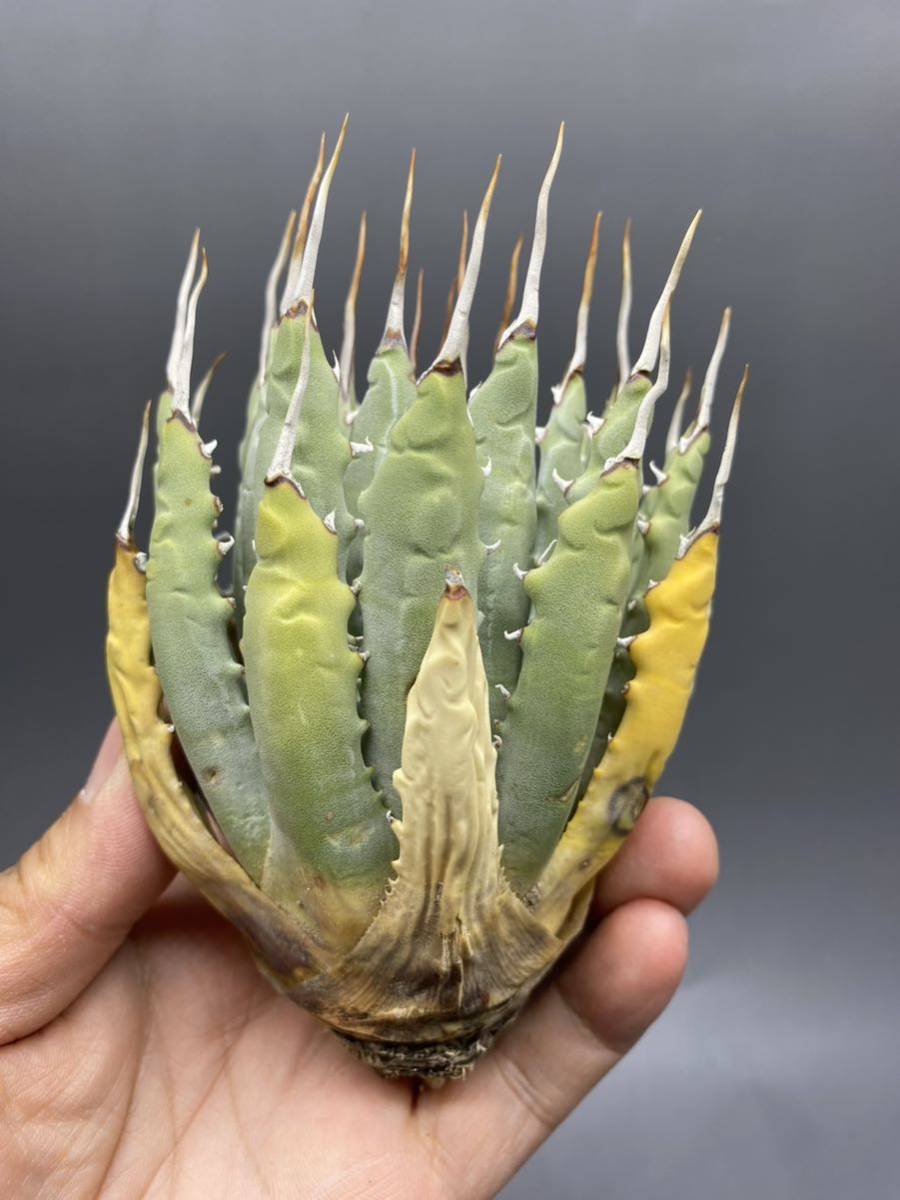 ユタエンシス アガベ Agave S503-79小株陽炎蕾形厚肉粗曲棘アガベ