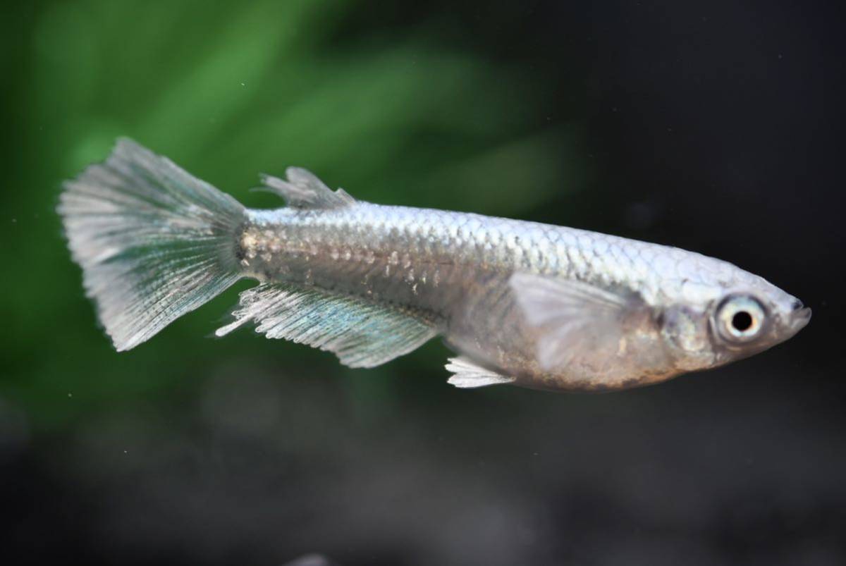 鈴木めだか】レーヴ 若魚6匹 ①