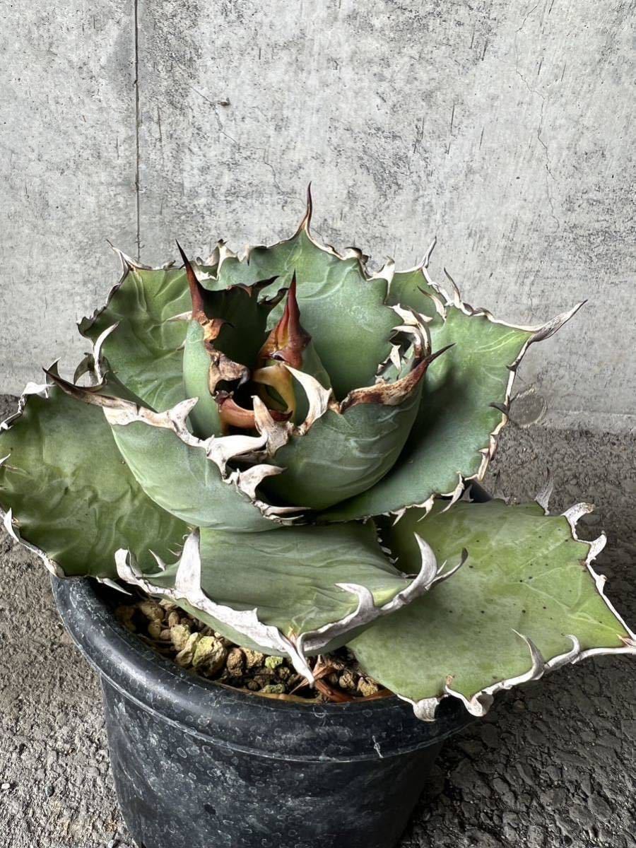 子株 アガベ チタノタ 魔丸 agave / ブラックアンドブルー BB Agave
